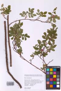 Шиповник майский Herrm., Восточная Европа, Московская область и Москва (E4a) (Россия)