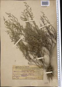 Artemisia maritima subsp. maritima, Средняя Азия и Казахстан, Прикаспийский Устюрт и Северное Приаралье (M8) (Казахстан)