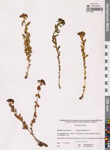 Родиола розовая, Золотой корень L., Сибирь, Чукотка и Камчатка (S7) (Россия)