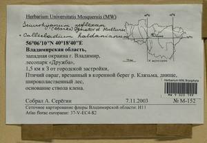 Callicladium haldaneanum (Grev.) H.A. Crum, Гербарий мохообразных, Мхи - Центральное Нечерноземье (B6) (Россия)