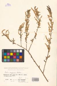 Ива джунгарская Andersson, Средняя Азия и Казахстан, Сырдарьинские пустыни и Кызылкумы (M7) (Казахстан)