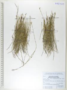 Хвощ пестрый Schleich. ex F.Weber & D.Mohr, Сибирь, Дальний Восток (S6) (Россия)