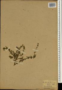 Serissa japonica (Thunb.) Thunb., Зарубежная Азия (ASIA) (Япония)