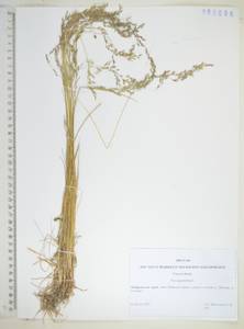 KHA6086, Мятлик узколистный L., Сибирь, Дальний Восток (S6) (Россия)