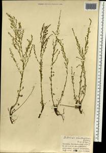 Полынь желтоцветная Krasch., Монголия (MONG) (Монголия)