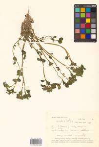 Chrysosplenium grayanum Maxim., Сибирь, Дальний Восток (S6) (Россия)