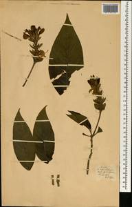 Magnoliopsida, Африка (AFR) (Португалия)