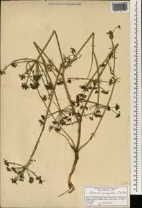 Bunium pachypodum P. W. Ball, Африка (AFR) (Марокко)