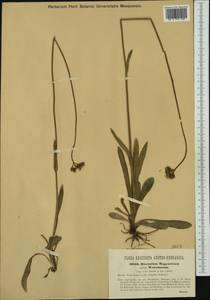 Pilosella bauhini subsp. magyarica (Peter) S. Bräut., Западная Европа (EUR) (Чехия)