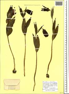 Рябчик широколистный Willd., Кавказ, Краснодарский край и Адыгея (K1a) (Россия)