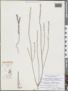 Тимелея воробьиная, Тимелея обыкновенная (L.) Coss. & Germ., Восточная Европа, Центральный лесостепной район (E6) (Россия)