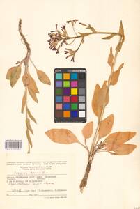 Вечерница печальная L., Восточная Европа, Нижневолжский район (E9) (Россия)