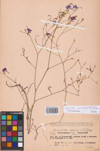 Delphinium consolida subsp. paniculatum (Host) N.Busch, Восточная Европа, Нижневолжский район (E9) (Россия)