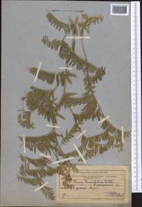 Горошек тонколистный Roth, Средняя Азия и Казахстан, Западный Тянь-Шань и Каратау (M3) (Узбекистан)