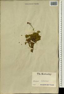 Brassicaceae, Зарубежная Азия (ASIA) (Турция)