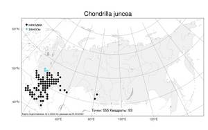 Chondrilla juncea, Хондрилла ситниковидная L., Атлас флоры России (FLORUS) (Россия)