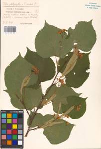 Tilia cordata × platyphyllos, Восточная Европа, Московская область и Москва (E4a) (Россия)