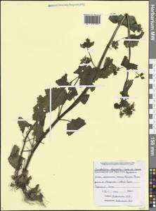 Норичник золотистоцветковый Jaub. & Spach, Кавказ, Черноморское побережье (от Новороссийска до Адлера) (K3) (Россия)