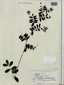 Чина черная (L.) Bernh., Восточная Европа, Белоруссия (E3a) (Белоруссия)