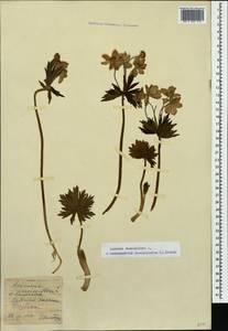 Anemonastrum narcissiflorum subsp. fasciculatum (L.) Raus, Кавказ, Северная Осетия, Ингушетия и Чечня (K1c) (Россия)