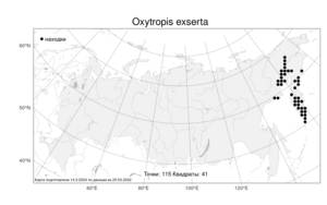 Oxytropis exserta, Остролодочник выставляющийся Jurtzev, Атлас флоры России (FLORUS) (Россия)