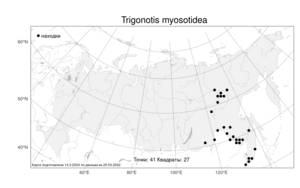 Trigonotis myosotidea, Тригонотис незабудковый (Maxim.) Maxim., Атлас флоры России (FLORUS) (Россия)