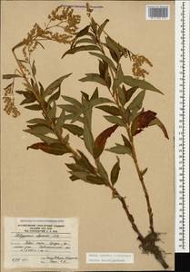 Кенигия альпийская (All.) T.M.Schust. & Reveal, Кавказ, Южная Осетия (K4b) (Южная Осетия)