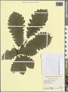 Дуб грузинский (Steven ex M.Bieb.) Krassiln., Кавказ, Армения (K5) (Армения)