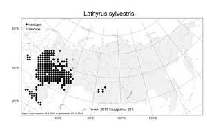 Lathyrus sylvestris, Чина лесная L., Атлас флоры России (FLORUS) (Россия)