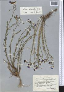 Linum altaicum subsp. atricalyx (Juz.) Svetlova, Средняя Азия и Казахстан, Северный и Центральный Тянь-Шань (M4) (Киргизия)