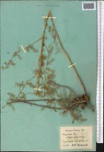 Asparagus bucharicus Iljin, Средняя Азия и Казахстан, Памир и Памиро-Алай (M2) (Таджикистан)