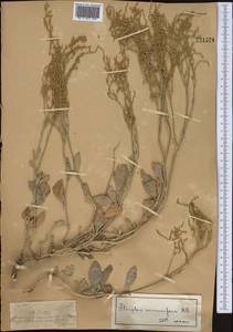 Галимионе бородавчатая (M.Bieb.) Aellen, Средняя Азия и Казахстан, Джунгарский Алатау и Тарбагатай (M5) (Казахстан)