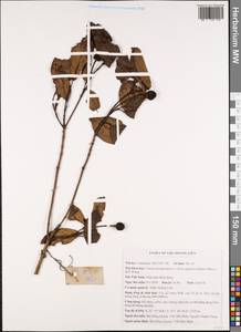 Cornus hongkongensis subsp. gigantea (Hand.-Mazz.) Q.Y.Xiang, Зарубежная Азия (ASIA) (Вьетнам)
