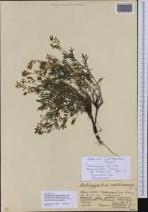 Astragalus silvisteppaceus Knjaz., Восточная Европа, Восточный район (E10) (Россия)