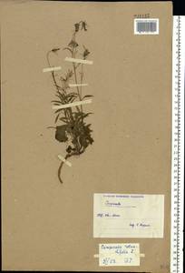 Колокольчик круглолистный L., Восточная Европа, Северный район (E1) (Россия)