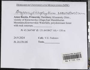 Bryoerythrophyllum recurvirostrum (Hedw.) P.C. Chen, Гербарий мохообразных, Мхи - Дальний Восток (без Чукотки и Камчатки) (B20) (Россия)