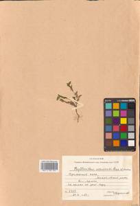 Cathetus ussuriensis (Rupr. & Maxim.) R.W.Bouman, Сибирь, Дальний Восток (S6) (Россия)