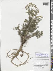 Китагавия байкальская (Redowsky ex Willd.) Pimenov, Сибирь, Прибайкалье и Забайкалье (S4) (Россия)