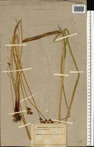 Схеноплектус озерный (L.) Palla, Восточная Европа, Северный район (E1) (Россия)