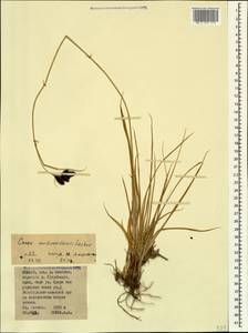 Carex aterrima subsp. medwedewii (Leskov) T.V.Egorova, Кавказ, Северная Осетия, Ингушетия и Чечня (K1c) (Россия)