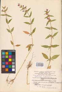 MHA 0 154 283, Пикульник ладанниковый L., Восточная Европа, Центральный район (E4) (Россия)