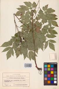 Actaea rubra subsp. rubra, Восточная Европа, Восточный район (E10) (Россия)