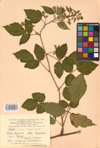 Ежевика щетинистая Waldst. & Kit., Восточная Европа, Западно-Украинский район (E13) (Украина)