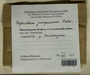 Polytrichum juniperinum Hedw., Гербарий мохообразных, Мхи - Чукотка и Камчатка (B21) (Россия)
