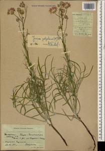 Наголоватка предкавказская (Sosn.) Iljin, Кавказ, Дагестан (K2) (Россия)