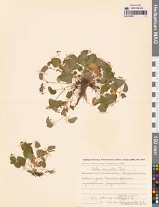 Фиалка Морица Tepl., Сибирь, Чукотка и Камчатка (S7) (Россия)