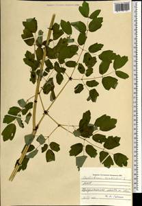 Thalictrum aquilegiifolium subsp. aquilegiifolium, Монголия (MONG) (Монголия)