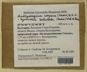 Amblystegium serpens (Hedw.) Schimp., Гербарий мохообразных, Мхи - Западная Европа (BEu) (Болгария)