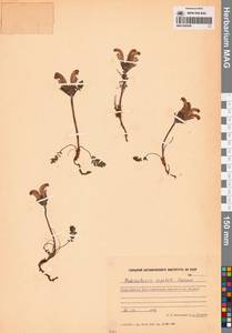 Мытник головчатый Adams, Сибирь, Чукотка и Камчатка (S7) (Россия)