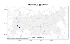 Helianthus giganteus, Подсолнечник гигантский L., Атлас флоры России (FLORUS) (Россия)